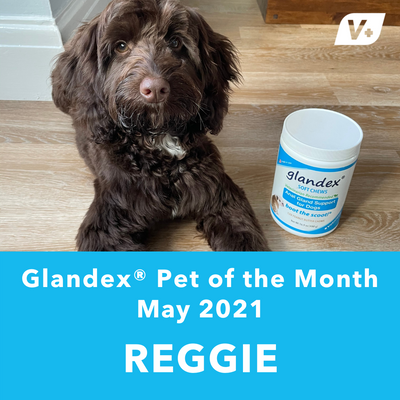 May 'Reggie' Anal Gland Success Case