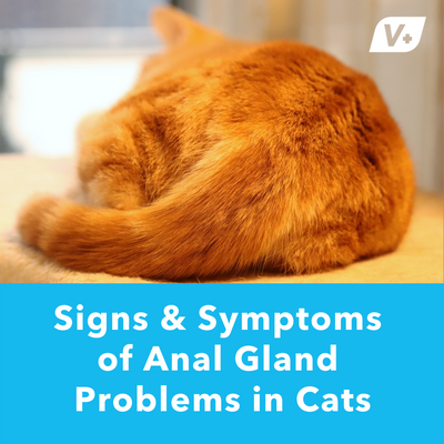 Cat Anal Gland Issues: Signs & Symptoms | Glandex