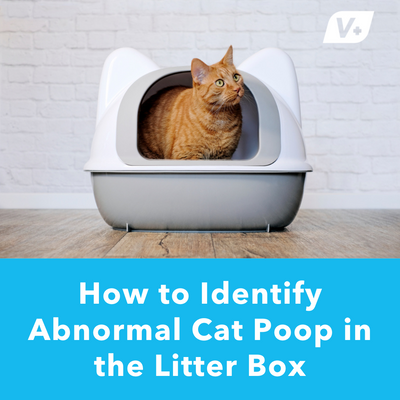 How to Identify Abnormal Cat Poop in the Litter Box