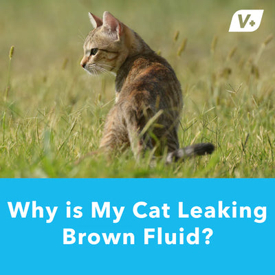 Why is my cat leaking brown fluid?