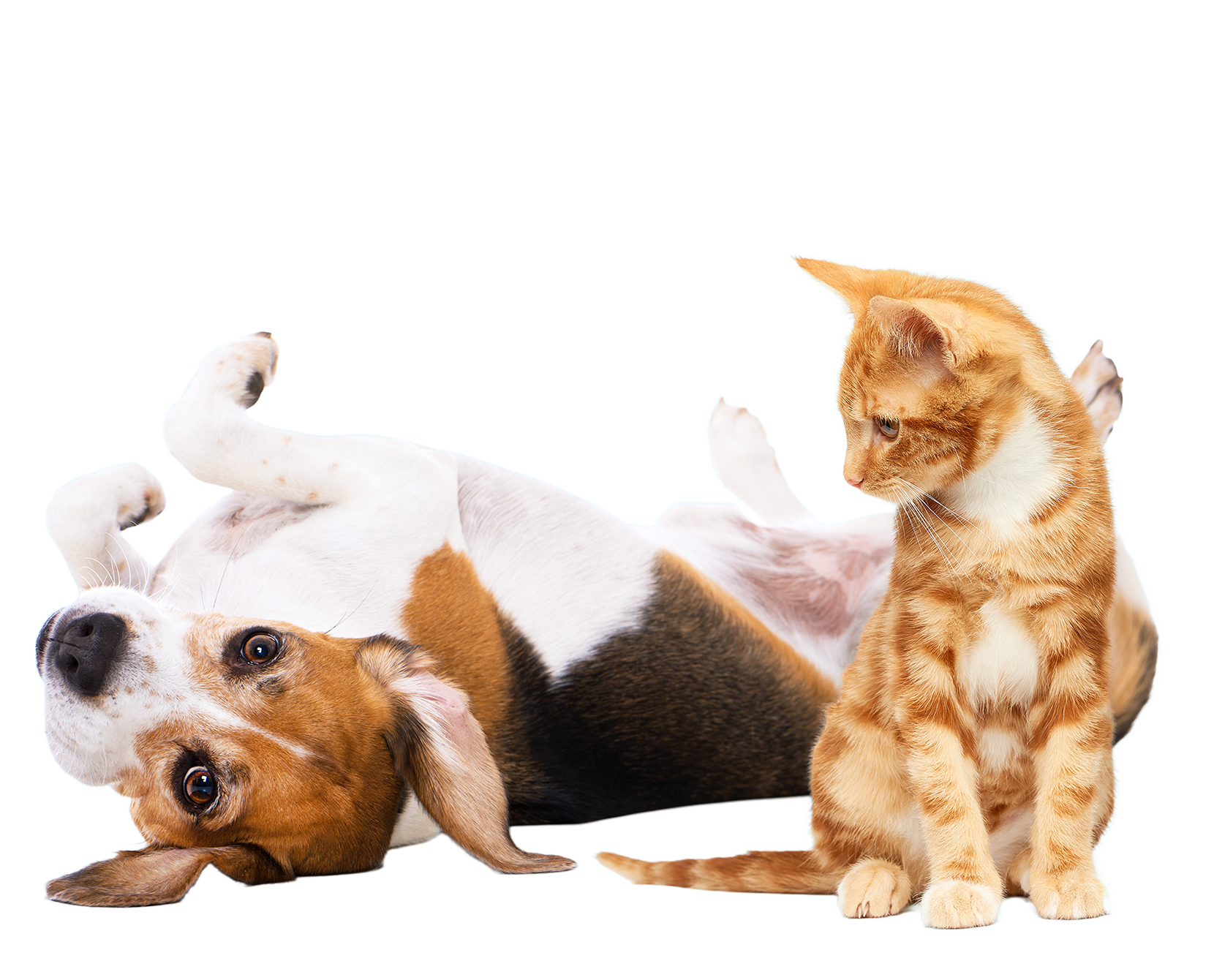 Glandex® Anal Gland Support Supplements For Dogs &amp; Cats