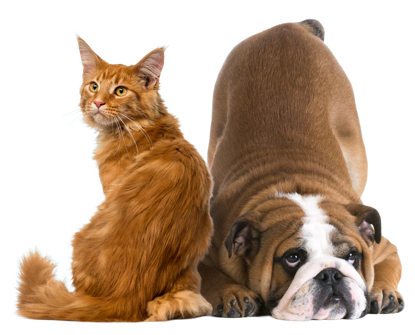 Glandex® Pet Anal Gland Supplements for Dogs & Cats