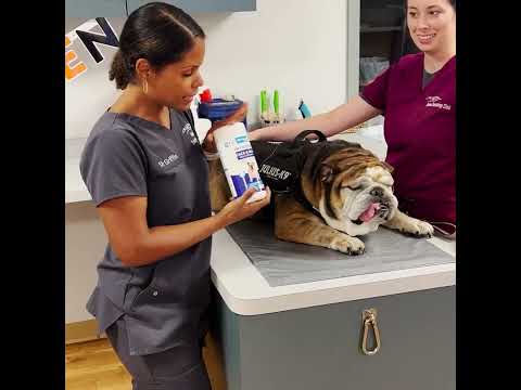 Vet explains how Dermabliss face and skin wipes helps keep your dog clean and healthy