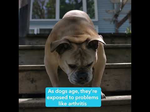 Vet explains how Seniorbliss Hip and joint helps keep dogs safe and health